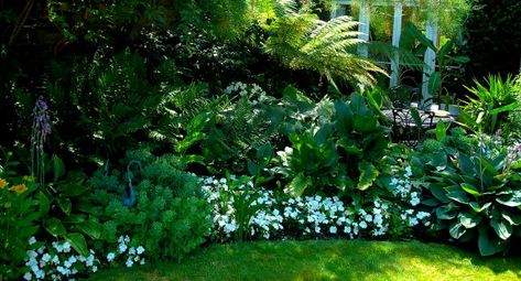 White Impatiens, Flower Beds Ideas, Impatiens Flowers, Tropical Garden Plants, Tropical Garden Ideas, Impatiens Plant, Small Tropical Gardens, White Flowering Plants, Beds Ideas