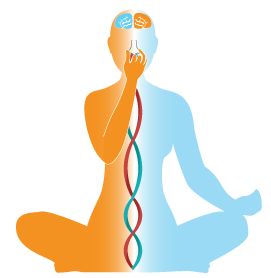 Yoga Sequencing, Yoga Breathing Techniques, Pranayama Techniques, Whole Brain Child, Alternate Nostril Breathing, Left Brain, Yoga Breathing, Muscle Abdominal, Energetic Body