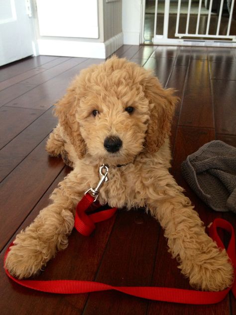 THIS FLUFFY BALL OF PERFECTION WHO MIGHT BE A STUFFED ANIMAL. | 27 Puppies Who Are Too Cute To Be Real Golden Doodles, Golden Doodle, Doodle Dog, Sanya, Standard Poodle, Blue Heeler, Golden Retrievers, Labradoodle, Goldendoodle