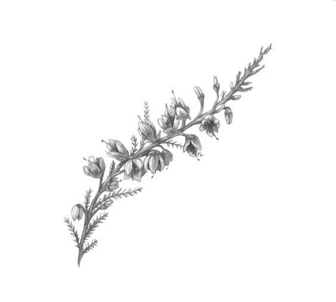 Heather Twig Tattoo, White Heather Tattoo, Catmint Tattoo, Irish Heather Tattoo, Scottish Heather Drawing, Scottish Heather Tattoo Flower, Heather Plant Tattoo, Heather Tattoo Flower, Scottish Heather Tattoo