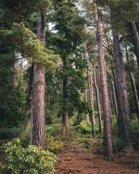 Cragside ~ February postcards giving depth and mood to @ntcragside 🌱 Loved exploring even on a damp day the beauty of @ntcragside is immense. The rich tones and scenes the weather gives I’m totally here for it 🙌🏻 Cragside House set within the national trust park was Britain’s original ‘smart home’. The pioneering Victorian mansion was powered with hydro electricity and filled with gadgets and inventions. Cragside’s house and estate was created by a remarkable couple, Lord William and Lad... House Of Commons Parliament, National Trust Gardens, Turner Hill Mansion Ipswich, Sheldrick Wildlife Trust, Hydro Electric, Victorian Mansions, National Trust, Cool Walls, Give It To Me