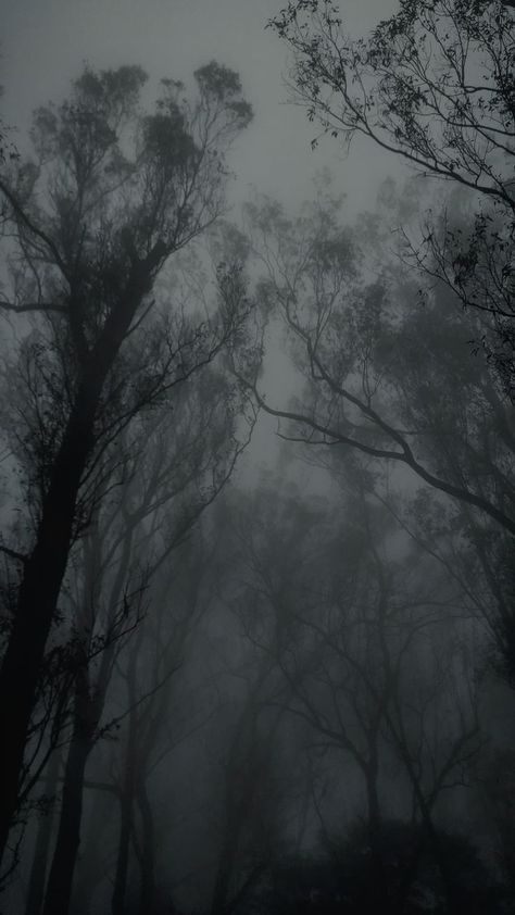 Cold Nature Aesthetic, Fog Asethic, Cold Weather Wallpaper, Cold Aesthetic Wallpaper, Cold Wallpaper Aesthetic, Cold Night Aesthetic, Dark Foggy Aesthetic, Foggy Weather Aesthetic, Wind Aesthetics