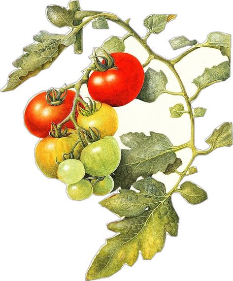 Fruit And Vegetable Drawing, Vintage Tomato Illustration, Cherry Tomato Illustration, Tomato Drawings, Tomato Plant Drawing, Draw Tomato, Tomatoes Painting, Tomato Sketch, Tomatoes Drawing