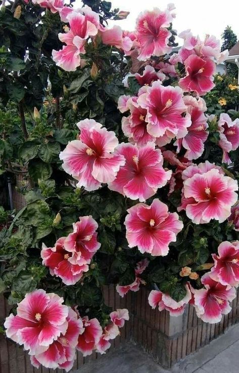 Hibiscus Bush, Plumeria Tree, Hibiscus Garden, Drought Tolerant Garden, Hibiscus Plant, Rose Seeds, Flower Collage, Flower Meanings, Flower Therapy