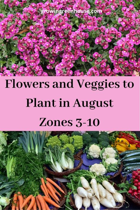 Zone 4 Fall Planting, August Planting Zone 9, Plants For Fall Garden, Zone 12 Gardening, Things To Plant In September, Late Summer Vegetables To Plant, Late Summer Planter Ideas, What To Plant August Zone 8, Fall Greenhouse Plants