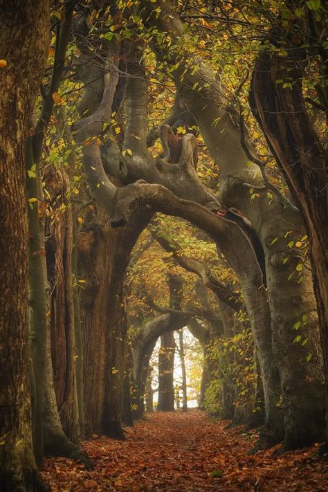 Tree tunnel Forest Tunnel, Tree Tunnel, Big Trees, Dreamy Places, Little Forest, Pretty Nature, Mystical Forest, Trees Forest, Cool Colors