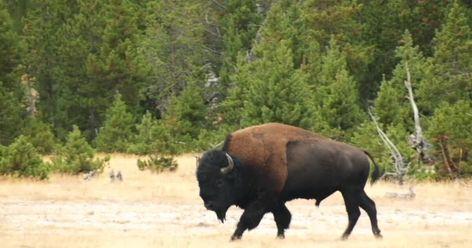 Bison gores woman in Yellowstone National Park Yellowstone National Park Wildlife, Bison On The Prairie, Yellowstone Old Faithful, Yellowstone National Park Guided Tours, Yellowstone National Park Old Faithful, American Bison, A Bull, Old Faithful, Large Animals