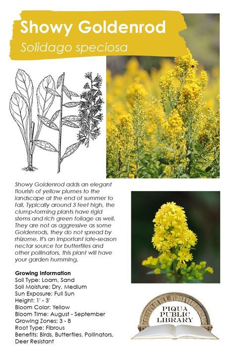 Canada Goldenrod Uses, Goldenrod Medicinal Uses, Canada Goldenrod, Iowa Native Plants, Solidago Speciosa, Showy Goldenrod, Goldenrod Flower, Tea Remedies, Food Forest Garden