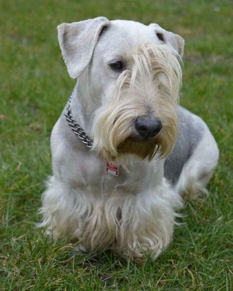 Cesky Terrier Temperament (Reserved, Trainable) All Terrier, Half the Work Cesky Terrier, Maltese Breed, Dog Breeds That Dont Shed, Top 10 Dog Breeds, Dogs Diy Projects, Rare Dogs, Every Dog Breed, Diy Dog Collar, Food Dog