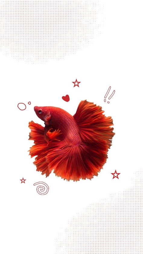 Cool Fish Wallpaper, Betta Wallpaper, Betta Fish Wallpaper, Cute Fishes, Red Y2k, Y2k Cute, Fish Wallpaper, Cute Fish, Iphone Wallpaper Photos