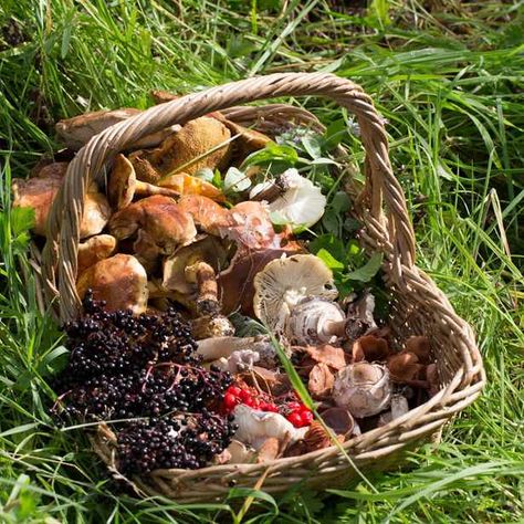 Foods-foraged-in-a-Yorkshire-country-park.Credit-Lucinda-Dransfield-dbc6871 Stardew Valley Aesthetic, Valley Aesthetic, Foraging Guide, Easy Recipe Ideas, Wild Food Foraging, Smoker Cooking, Foraged Food, Nuts & Seeds, Food Forest