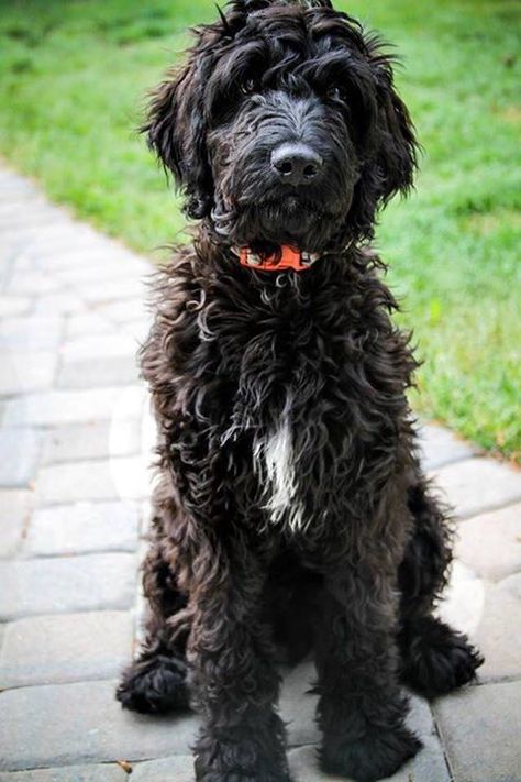 Black Goldendoodle Haircuts, Black Bernedoodle, Aussiedoodle Black, Black Sheepadoodle, Golden Doodle Black, Goldendoodle Full Grown, Labradoodle Black, Teddy Bear Doodle, Teddy Bear Goldendoodle