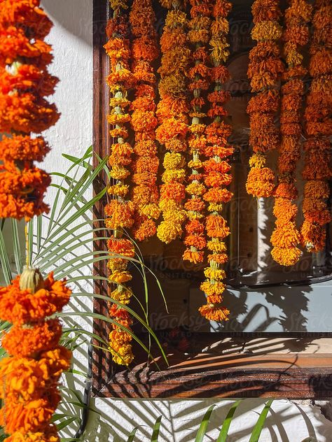 Curtains of marigold flowers hanging next to plants and a white wall in direct sunlight on a street in Oaxaca, Mexico for the Day of the Dead Festivity Day Of The Dead Marigolds, Flowers Hanging, Marigold Flowers, Flower Hanging, The Day Of The Dead, Marigold Flower, White Wall, Day Of The Dead, White Walls