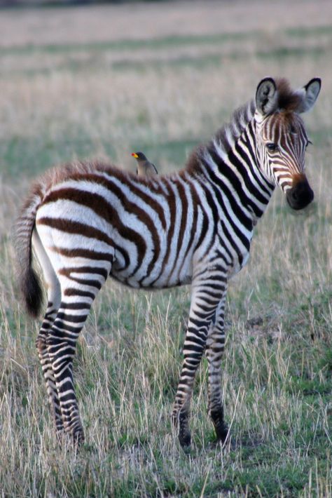 Animal Safari, Baby Zebra, Zebras Animal, Exotic Animals, African Wildlife, Cute Wild Animals, African Animals, Wildlife Animals, Animal Planet