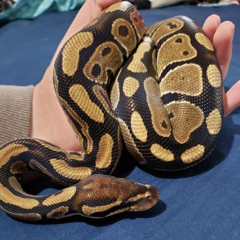 Normal Ball Python, Pet Ball, Ball Pythons, Cute Reptiles, Ball Python, Special Girl, Snakes, Reptiles, Python