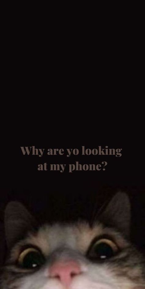 Do Not Touch My Phone Wallpaper Aesthetic, What Are You Looking At Wallpaper, Funny Quotes For Wallpaper, Lockscreen Wallpaper Iphone Cute, Random Wallpapers Funny, Cute Cats Aesthetic Wallpaper, Funny Backgrounds Iphone, Aesthetic Screen Wallpaper, Aesthetic Cat Wallpaper Iphone