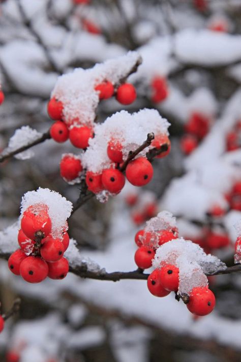 One particular species of holly is fast becoming our favorite winter plant for Southern gardens. It's a big claim, but this plant is a winner. It's winterberry and not only is its favorite season in the name, it also provides an abundance of brightly colored berries. #wintergarden #winterberry #gardening #coldweathergardening #southernliving Winterberry Holly, Ornamental Cabbage, Winter Fruit, Southern Garden, Christmas Plants, Winter Plants, Winter Flowers, Evergreen Shrubs, Fall Plants