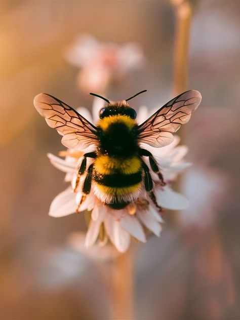 Bumble Bee Reference Photo, Bee Up Close, Bee And Flower Aesthetic, Lucicore Aesthetic, Cute Bee Aesthetic, Bird Photography Aesthetic, Nature Art Reference Photos, Bee Reference Photo, Bee Close Up