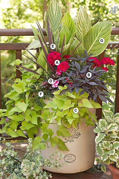 Ipomoea Batatas, New Guinea Impatiens, Accent Plants, Growing Geraniums, Licorice Plant, Summer Planter, Sweet Potato Vine, Container Garden Design, Geranium Flower