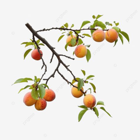 tree branch with peaches fruit tree peach png Fruit Trees, Peach Items, Peach Tree, Peach Fruit, Peach Trees, Fruit Tree, Transparent Image, Ap Art, Tree Branch