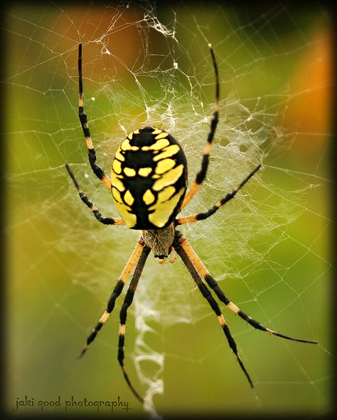 Argiope aurantia (black and yellow garden spider) - we have one of these on a giant web on our back door right now Garden Spider Tattoo, Yellow Garden Spider, Spider Photography, Big Bugs, Bubbles Art, Arachnids Spiders, Weird Insects, Spiders And Snakes, Garden Spider