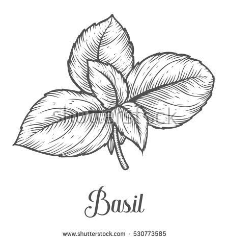 Basil line drawing Basil Line Drawing, Basil Drawing Simple, Basil Tattoo, Basil Drawing, Basil Illustration, Watercolor Herbs, Redwork Patterns, Basil Plant, Pen Art Drawings