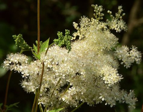 Meadowsweet Herbs For Pain Relief, Wild Flowers Uk, Meadow Sweet, Witchy Business, Stewed Fruit, Herbal Shop, Wild Foraging, Smell Nice, Sweet Briar