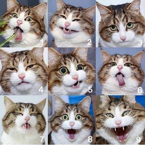 26 Insanely Purrfect Cat Memes To Get Caturday Started! - I Can Has Cheezburger? Cat Expressions, Cat And Dog Videos, 웃긴 사진, Cat Aesthetic, Funny Cute Cats, Happy Animals, Cute Cats And Dogs, Cat Theme, Cat Drawing