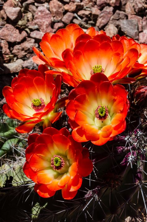 Hedgehog Cactus, Desert Flowers, Cactus Flowers, Agaves, Cactus Y Suculentas, Cactus Garden, Cactus Flower, Cactus And Succulents, In The Desert