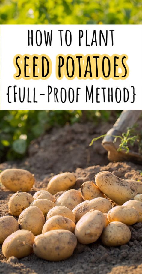 How to Plant Seed Potatoes (That Grow Really Well!) - Cabin Lane How To Plant Seed Potatoes, Potato Seeds Plants How To Grow, Best Way To Plant Potatoes, Best Way To Grow Potatoes, Potato Recipe Healthy, Side Dishes Potatoes, Potatoes Side Dishes, Potato Dinner Recipes, Potato Dinners