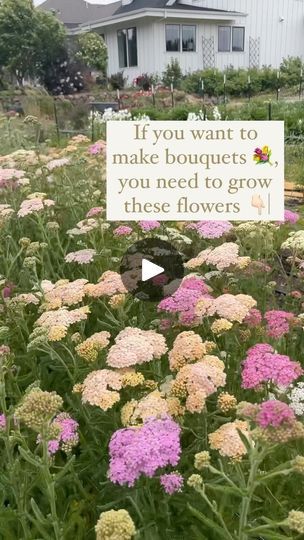 15K views · 1.7K reactions | As a flower farmer, one vital lesson has stood out: the significance of filler flowers. In the world of bouquet-making, having an abundant array of filler flowers is an absolute game-changer. They serve as the perfect complement to your focal flowers, ensuring that each arrangement bursts with charm while also helping to manage costs. Without filler flowers, you’ll end up overstuffing your bouquets with more expensive focal flowers.

Yarrow has definitely secured its place as one of my absolute favorites among fillers. 🌼 This resilient perennial is not just a star performer in my growing zone, it’s a local native! 

The best part? Yarrow returns year after year for me, requiring very little maintenance. I’m usually treated to multiple flushes of blooms, and it Flower Company, Flower Farmer, Plant Lady, Farmer, Perennials, Flowers, Plants