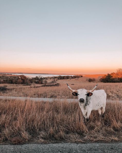 Western Aesthetic Wallpaper, Pet Cows, Cow Photography, Cow Wallpaper, Country Backgrounds, Western Prints, Western Photo, Western Photography, Western Wallpaper Iphone