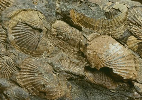 15 Fossil Hunting Locations In The US You Need To Know About - WorldAtlas Mass Extinction, Rock Quarries, Small Shark, Peace River, Fossil Hunting, Volcanic Eruption, Lost River, Megalodon Tooth, Ancient Animals