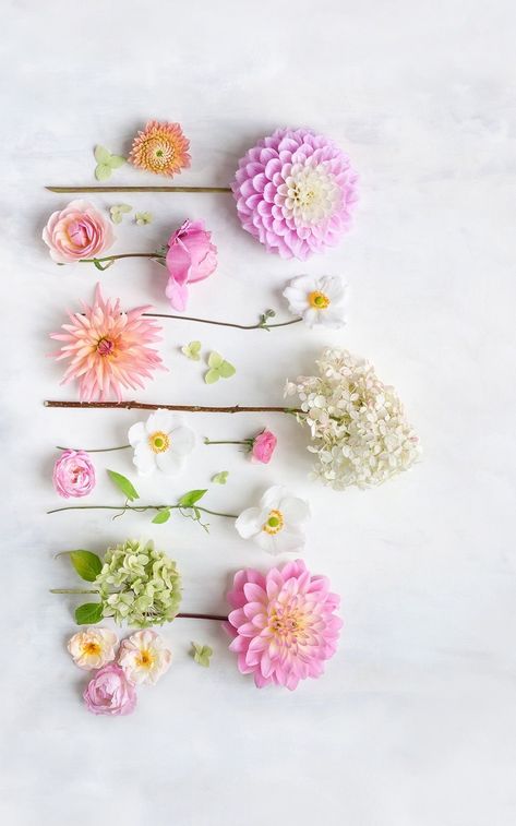 Floral Flatlay, Flower Background Images, Bunny Images, Book Cover Artwork, Nature Collage, Vintage Flowers Wallpaper, Cute Flower Wallpapers, Floral Drawing, Floral Photography