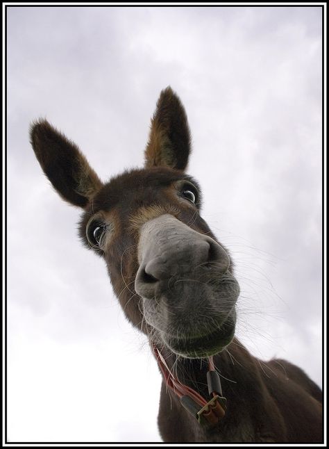 Regard Animal, Miniature Donkey, Cute Donkey, Paint Horse, 얼굴 그리기, A Donkey, Paying Attention, Cute Creatures, Sweet Animals