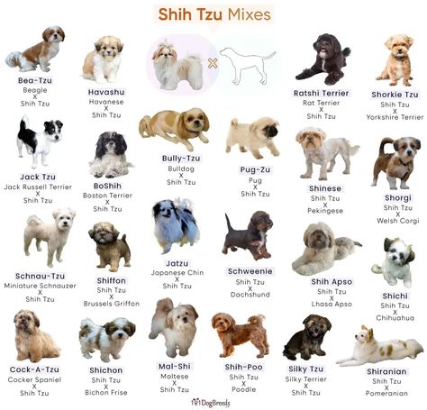 Shih Tzu Mixes: Popular Breeds and Characteristics Types Of Shih Tzu, Shih Tzu Pomeranian Mix Puppies, Shih Tzu Bichon Mix Puppies, Shih Tzu Mix Breeds, Shitzu Maltese, Shi Tzus, Dog Bookmarks, Shitzu Mix, Shih Tzu Poodle Mix