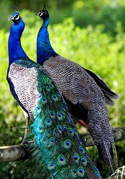 🖤Ř.Š🖤 on Twitter: "Peacock is a beautiful bird on the earth.... 🦚🦚🦚🦚🦚🦚🦚🦚🦚🦚🦚🦚🦚… " Female Peacock, Peacock And Peahen, Peacock Pictures, Most Beautiful Birds, Peacock Bird, Exotic Birds, Pretty Birds, Colorful Birds, Peacocks