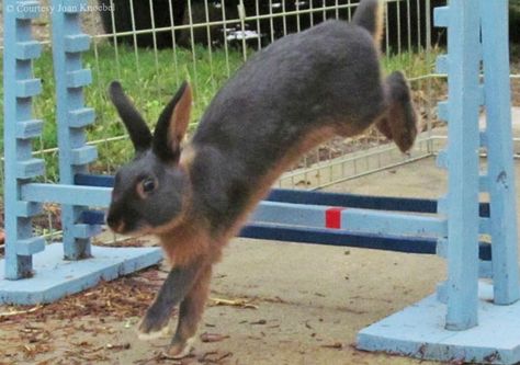 Rabbit Agility Diy, Rabbits Jumping, Bunny Jumping, Rabbit Hopping, Jumping Bunny, Jumping Rabbit, Bunny Jump, Hare Drawing, Rabbit Jumping