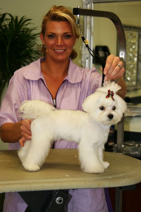 In this session, Courtney grooms an adorable Pomeranian/ Maltese mix. Description from archive.constantcontact.com. I searched for this on bing.com/images Maltese Dogs Grooming, Maltese Puppy Cut, Maltese Haircuts, Maltese Grooming, Maltese Dogs Haircuts, Maltese Haircut, Maltese Breed, Puppy Haircut, Perro Shih Tzu