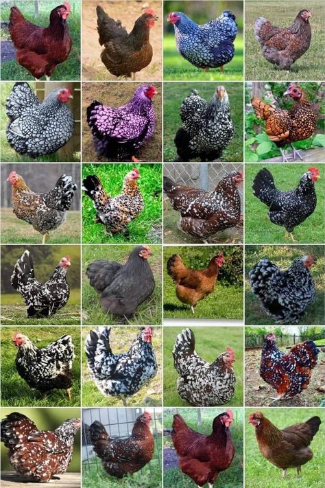 Pretty Chickens, Chicken Coop Garden, Bird Breeds, Types Of Chickens, Fancy Chickens, Chicken Farming, Backyard Chicken Farming, Beautiful Chickens, Raising Backyard Chickens