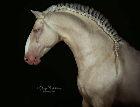 Cremello Lusitano stallion Lusitano Stallion, Lusitano Horse, Horse Inspiration, Horse Drawings, Red Dead, Pretty Horses, Horse Photography, Horse Pictures, Horse Breeds