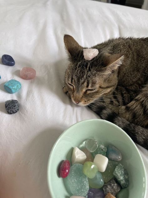 Pin by Nicole1637 on crystals | Cat aesthetic, Crystals, Pretty cats Crystals, Glass, Sea Glass, A Cat, Bed, White