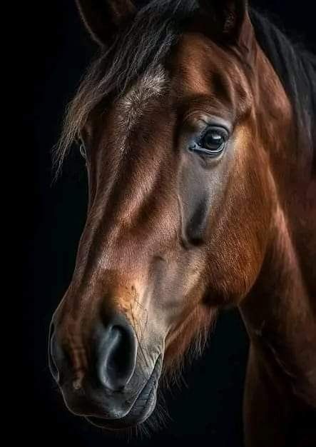 Horse Reference Photos Head, Horse Head Photography, Horses Black And White, Horse Portrait Photography, Horse Photography Art, Ocean Creatures Art, Hyperrealism Paintings, Human Painting, Western Horse Saddles