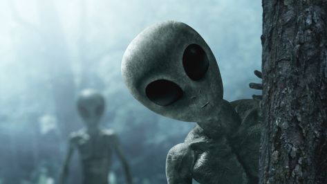 Do Aliens Exist, Alien Proof, Alien Photos, Aliens Exist, Alien Encounters, Grey Alien, Colorado Landscape, Alien Invasion, Forest Photos