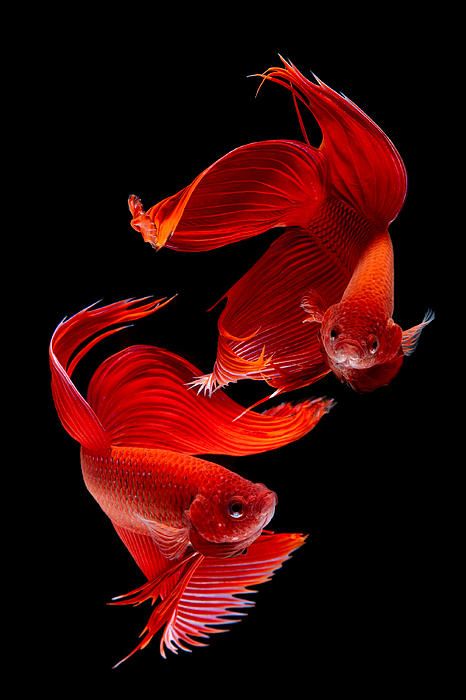 Siamese Fish, SubpongIttitanakui Ikan Air Tawar, Beta Fish, Exotic Fish, Beautiful Fish, Colorful Fish, Red Fish, Betta Fish, Tropical Fish, Color Textures