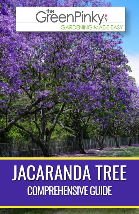 Blue Jacaranda Tree, Jacaranda Tree Garden, Front Yard Flower Bed, Jacaranda Trees, Florida Trees, Tattoo Plant, Small Landscape, Jacaranda Tree, Garden Magic