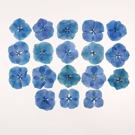 Package includes: 18 pcs Pressed Blue Hydrangea Flowers Please select your size in variations Flower diameter is about:  Size L 1 3/16''- 1 37/64'' = 30-40 mm Size M 25/32'' - 1 3/16'' = 20-30 mm Size S 19/32'' - 25/32'' = 15-20mm This item is ideal for various DIY projects such as resin jewelry, wedding invitations, cards, scrapbooking and diary, photo props,  candle makers, furniture decorations, framed artworks, and many more. Ready to ship. Please store pressed flowers in a dark dry place. Direct sunlight and long storage time may cause natural discoloration or yellowishness in some flowers.  Please note that natural materials (flowers, petals, leaves, moss, etc) may have slight marks or small tears. These should not be considered flaws as they are natural and proof that the plants wer Blue Pressed Flowers, Resin Journal, Blue Scrapbook, Blue Hydrangea Flowers, Collage Elements, Material Flowers, Dried Hydrangeas, Scrapbook Flowers, Hydrangea Flowers