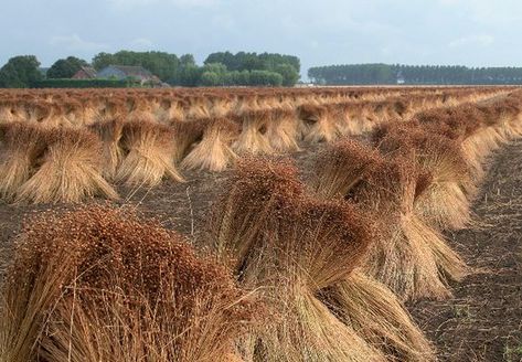 France is the largest producer of flax in Europe. French flax fibre is considered one of the worlds best. Cropped in Flanders, Picardy and Normandy it enjoys very favorable climatic conditions.© Focal Canadian Prairies, Flax Fiber, Flax Plant, Plant Fibres, Linseed Oil, Dundee, Flax Seed, Anaheim, Pure Linen