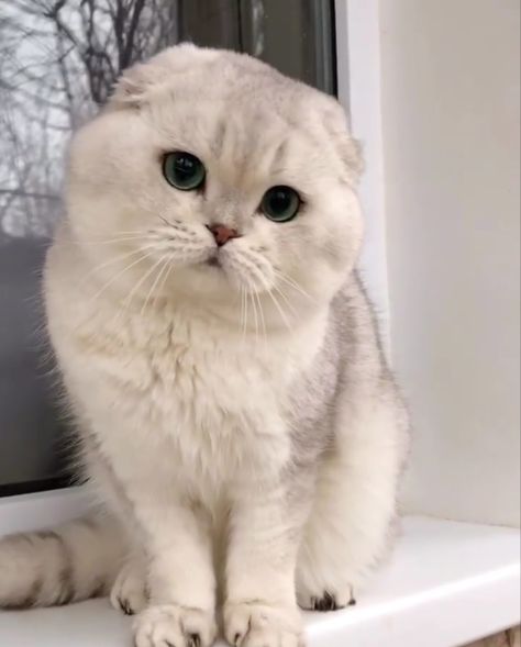 Scottish Fold Aesthetic, British Fold Cat, Scotish Short Hair, Scottish Fold Cat Aesthetic, White Scottish Fold Cat, Kitten Scottish Fold, White Scottish Fold, Cats Scottish Fold, British Fold