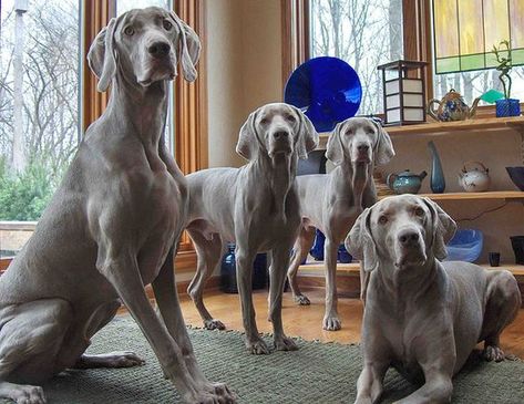 These dogs just never listen to you Weimaraner Funny, Blue Weimaraner, Weimaraner Puppies, Dog Breeds List, Weimaraner Dogs, Meal Times, Fool Proof, Bad Dog, Weimaraner